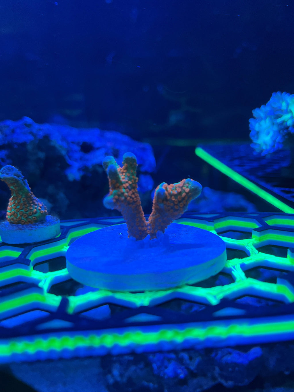 Pink Acropora Coral
