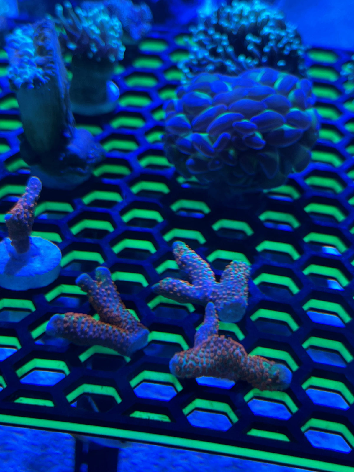 Pink Acropora Coral