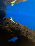 Albino Bristlenose Pleco (Ancistrus sp.)