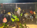 On-site consultation — home aquarium care