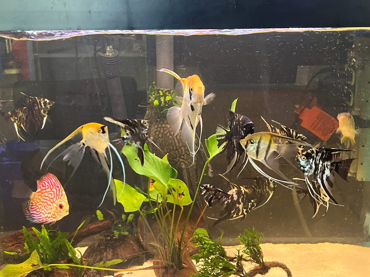 On-site consultation — home aquarium care