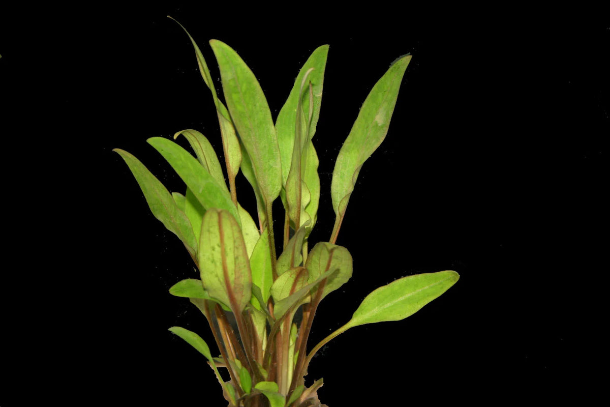 Cryptocoryne Lutea (Cryptocoryne walkeri 'Lutea') — photo: Florida Aquatic Nurseries, used with permission