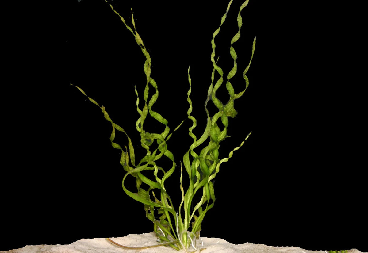 Echinodorus Vesuvius (Spiral Sword) (Echinodorus 'Vesuvius') — photo: Florida Aquatic Nurseries, used with permission