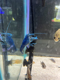 Electric Blue Crayfish