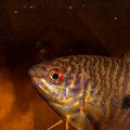 Lavender Gourami (Trichopodus trichopterus)