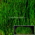 Dwarf Hairgrass