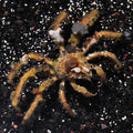 Decorator Crab