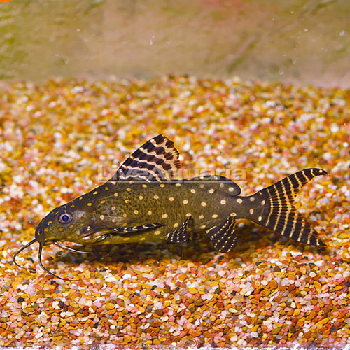 Angelicus Catfish (Synodontis angelicus)