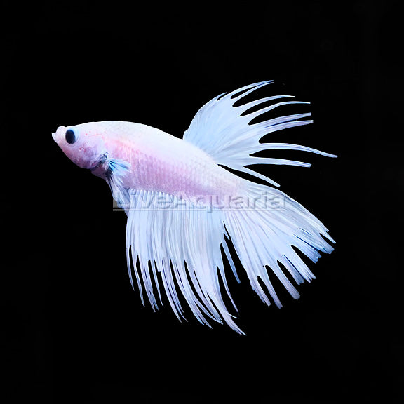 White Orchid Crowntail Male Betta (Betta splendens) — photo: LiveAquaria, used with permission