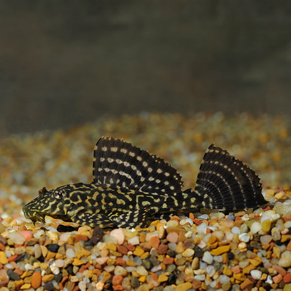 Sailfin Pleco L083 (Pterygoplichthys gibbiceps)