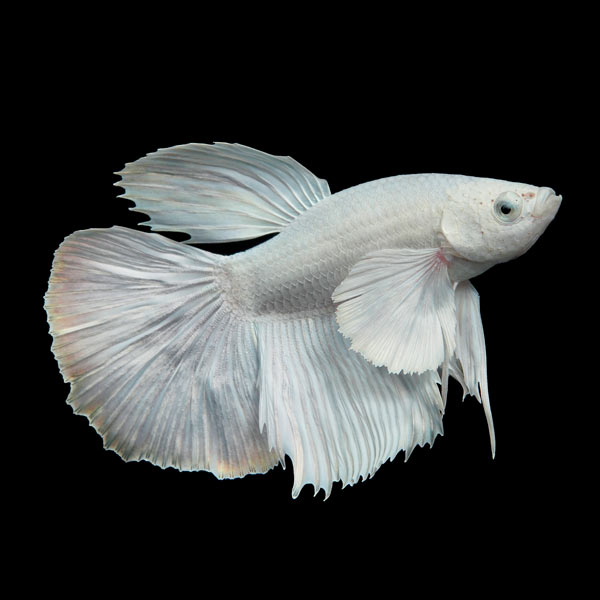 White Pearl Show Male Betta (Betta splendens)