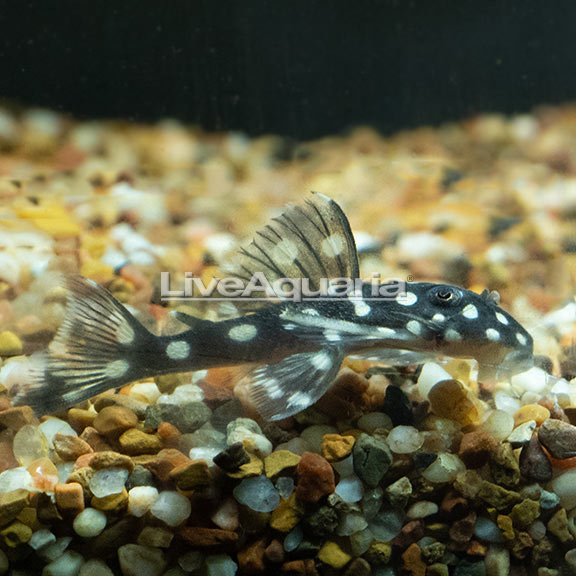 Snowball Pleco