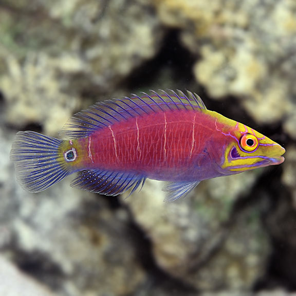 Mystery Wrasse (Pseudocheilinus ocellatus)