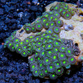 Palau Assorted Zoanthid