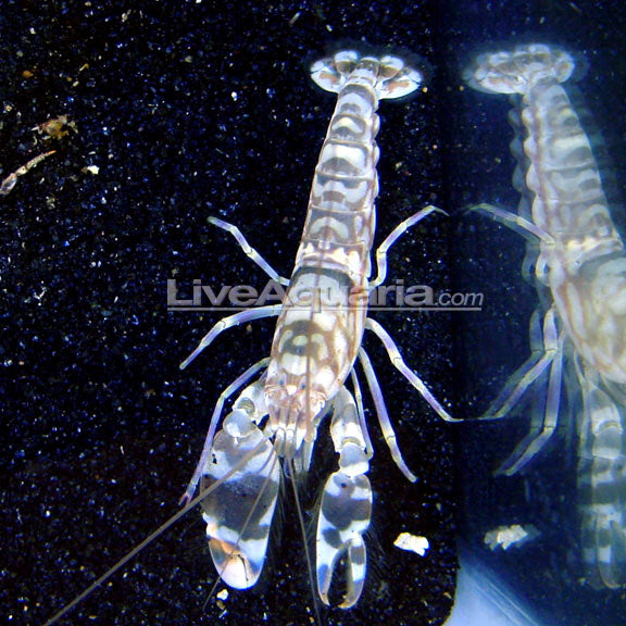 Tiger Pistol Shrimp (Alpheus bellulus)