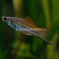 Florida Neon Swordtail (Xiphophorus hellerii 'Neon') — photo: LiveAquaria, used with permission