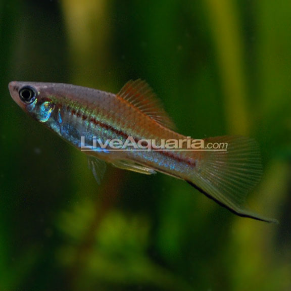 Florida Neon Swordtail (Xiphophorus hellerii 'Neon') — photo: LiveAquaria, used with permission