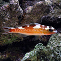 Tobacco Bass (Serranus tabacarius)
