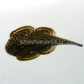 Hillstream Loach