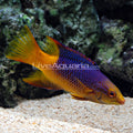 Spanish Hogfish (Bodianus rufus)