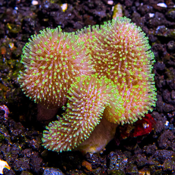 Neon Green Polyp Toadstool Leather Coral (Sarcophyton sp.)