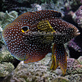 Marine Betta Comet (Calloplesiops altivelis)