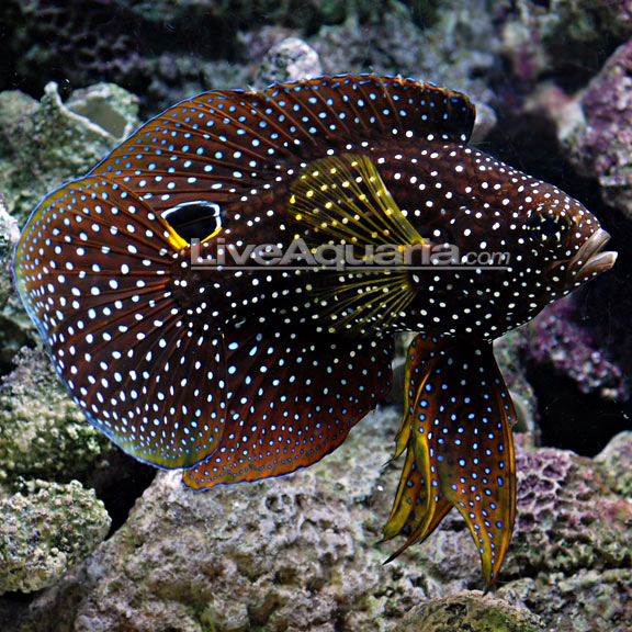 Marine Betta Comet (Calloplesiops altivelis)