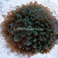 Green Bubble Tip Anemone (Entacmaea quadricolor)