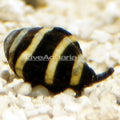 Bumble Bee Snail (Engina mendicaria)