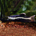S.A. Redtail Catfish (Phractocephalus hemioliopterus)