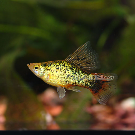 Assorted High-Fin Platy - Medium/Large (Xiphophorus maculatus × variatus 'Hi-fin') — photo: LiveAquaria, used with permission