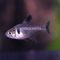 Black Phantom Tetra (Hyphessobrycon megalopterus)