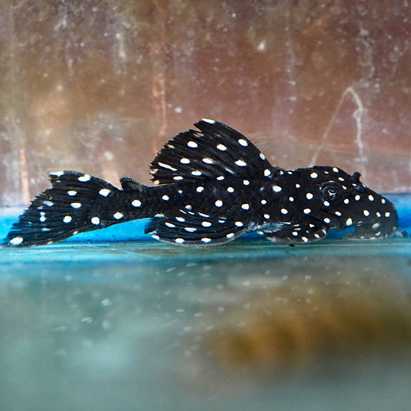 Dracula Pleco L240