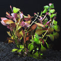 Ludwigia Repens 'Red' — photo: LiveAquaria, used with permission