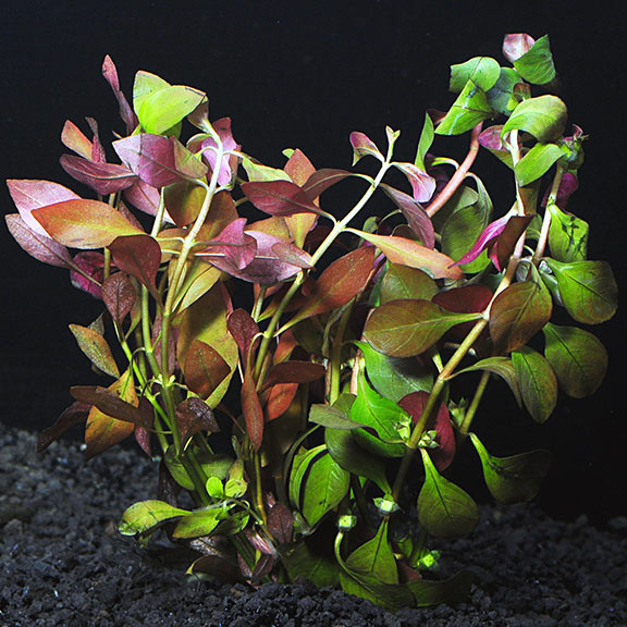 Ludwigia Repens 'Red' — photo: LiveAquaria, used with permission