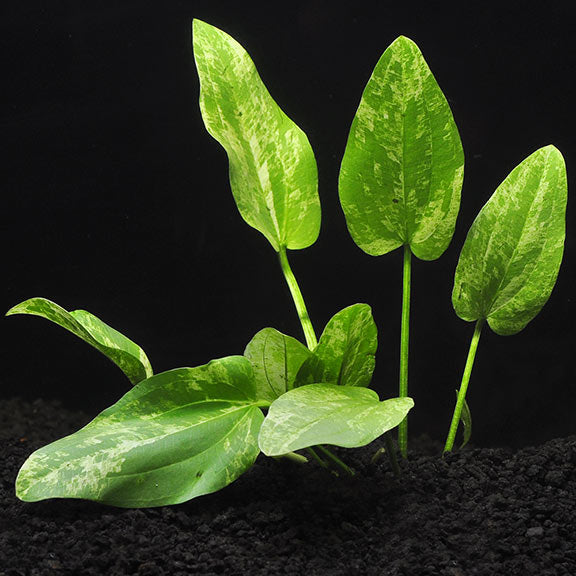 Radican Marble Queen Sword (Echinodorus cordifolius 'Marble Queen') — photo: LiveAquaria, used with permission