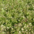 Variegated Celery