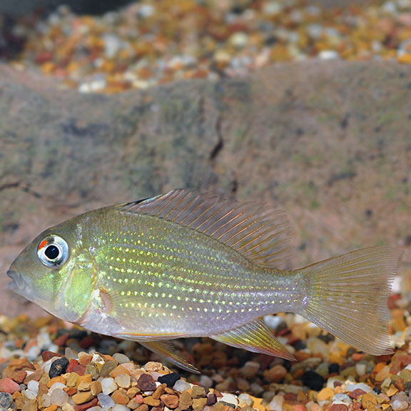 Geophagus Heckelii