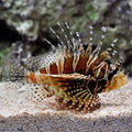 Dwarf Zebra Lionfish (Dendrochirus zebra)