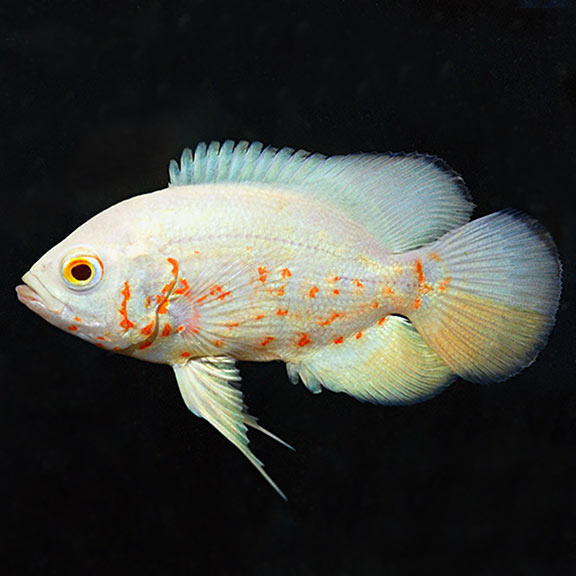 Albino Ruby/Tiger Oscar