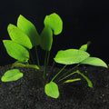 Echinodorus Red Flame