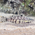 Harlequin Bass (Serranus tigrinus)