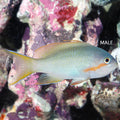 Green Huchtii Anthias (Pseudanthias huchtii)