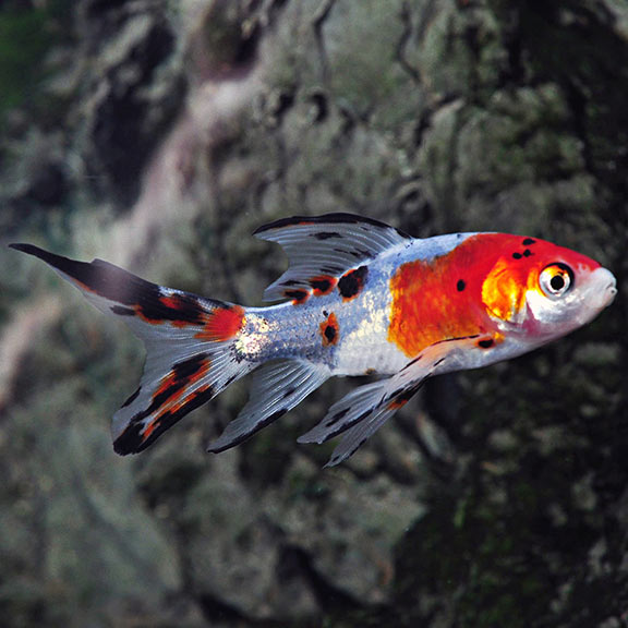 Shubunkin Goldfish (Carassius auratus)