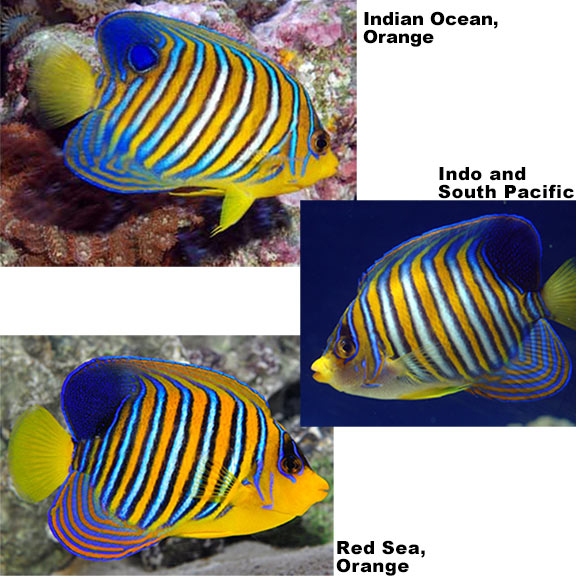 Regal Angelfish (Pygoplites diacanthus)