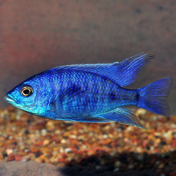 Electric Blue Hap (Sciaenochromis fryeri)