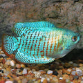 Cobalt Dwarf Gourami - Male (Trichogaster lalius)