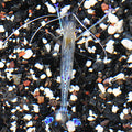 Pederson's Cleaner Shrimp (Ancylomenes pedersoni)