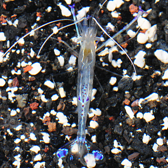Pederson's Cleaner Shrimp (Ancylomenes pedersoni)