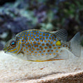 Orange Spot Rabbitfish (Siganus guttatus)